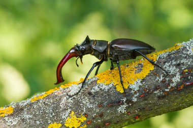 Stag beetle Lucanus cervus Çek Cumhuriyeti'nde