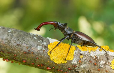 Stag beetle Lucanus cervus Çek Cumhuriyeti'nde
