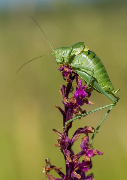 Çek Cumhuriyeti'nde büyük Bush-kriket Polysarcus Saw-kuyruklu denticauda