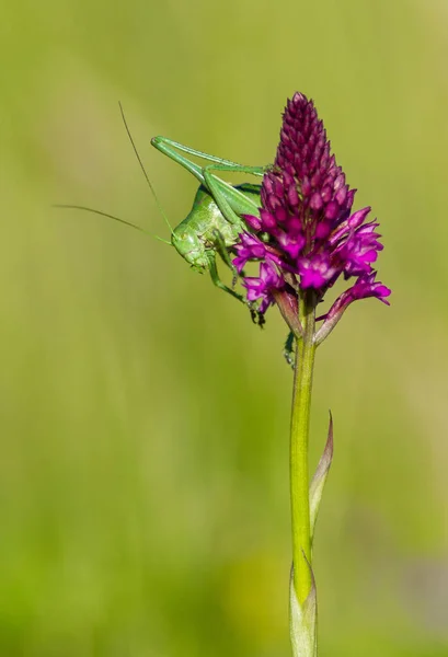 Large Saw-tailed Bush-cricket Polysarcus denticauda in Czech Republic — Stock Photo, Image