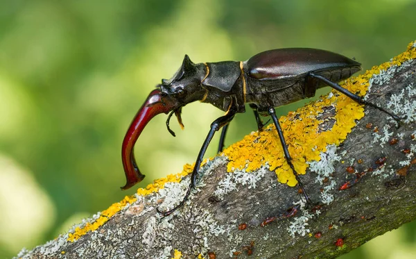 A szarvasbogár Lucanus cervus, Cseh Köztársaság — Stock Fotó