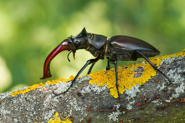 O besouro do veado Lucanus =us na República Checa — Fotografia de Stock