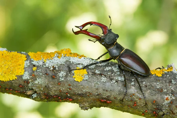 A szarvasbogár Lucanus cervus, Cseh Köztársaság — Stock Fotó