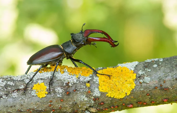 O besouro do veado Lucanus =us na República Checa — Fotografia de Stock