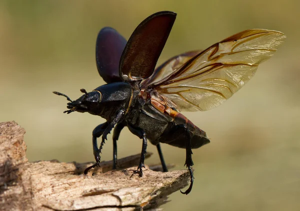 Stag beetle Lucanus cervus Çek Cumhuriyeti'nde