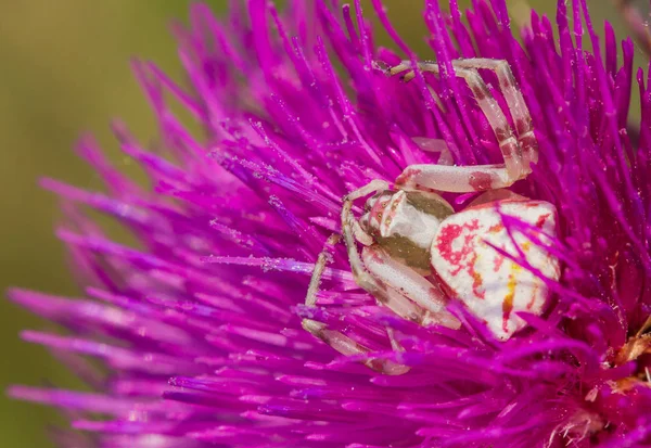 Araña cangrejo Thomisus onustus en una flor púrpura En República Checa — Foto de Stock