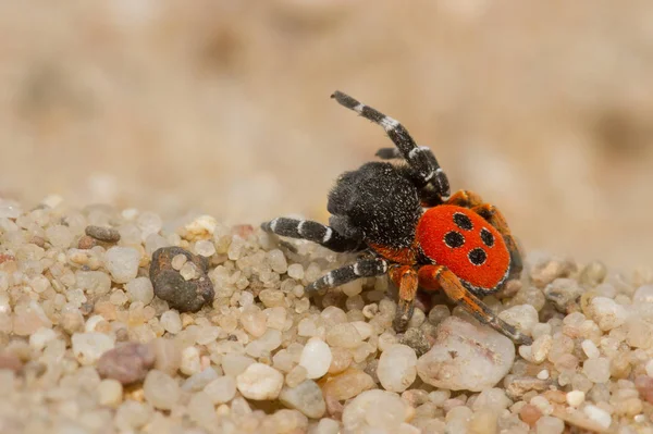 Ladybird pavouk Stepník kollari v obranné pozici — Stock fotografie