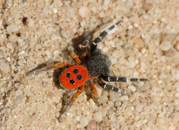 Ladybird pavouk Stepník kollari v obranné pozici — Stock fotografie