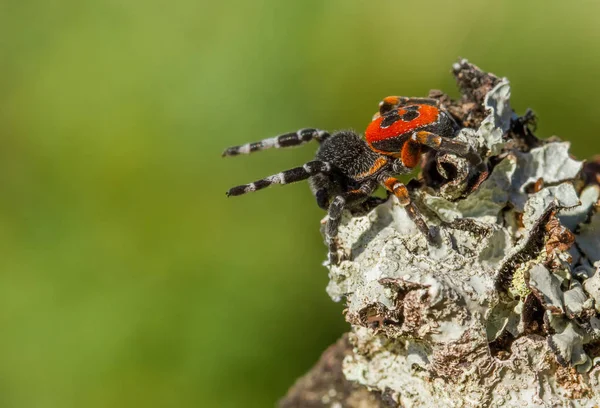 L'araignée coccinelle Eresus kollari en position de défense — Photo