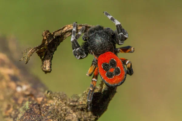 在防守位置的瓢虫蜘蛛 eresus kollari — 图库照片