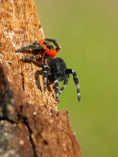 Ladybird pavouk Stepník kollari v obranné pozici — Stock fotografie