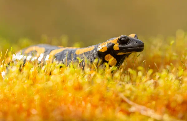 The fire salamander Salamandra salamandra in Czech Republic — Stock Photo, Image