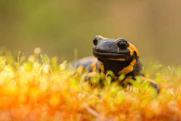 La salamandra de fuego Salamandra salamandra en República Checa —  Fotos de Stock