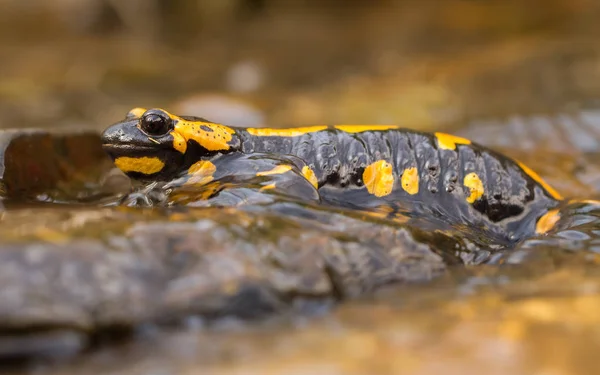 La salamandra de fuego Salamandra salamandra en República Checa —  Fotos de Stock