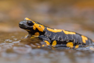 Yangın semender Salamandra salamandra Çek Cumhuriyeti'nde