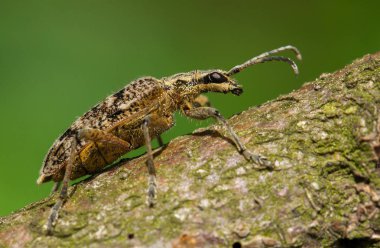 Çek Cumhuriyeti'nde yivli çam matkap Rhagium Engizisyon Mahkemesi