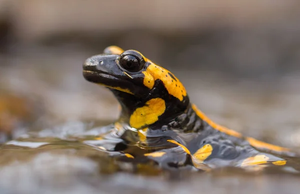 La salamandra de fuego Salamandra salamandra en República Checa —  Fotos de Stock