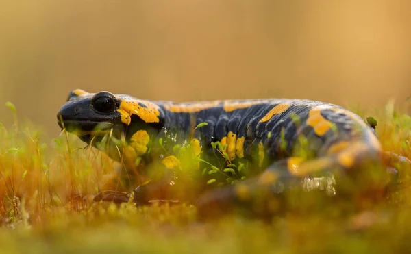 La salamandra de fuego Salamandra salamandra en República Checa —  Fotos de Stock