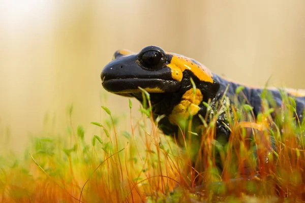 La salamandra de fuego Salamandra salamandra en República Checa —  Fotos de Stock