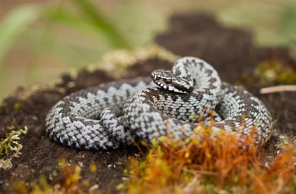 チェコ共和国のヨーロッパのバイパーVipera berus — ストック写真