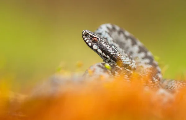 European viper Vipera berus in Czech Repblic — Stock Photo, Image