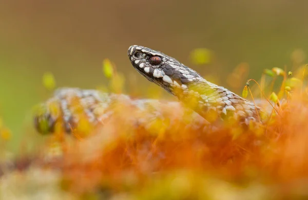 チェコ共和国のヨーロッパのバイパーVipera berus — ストック写真