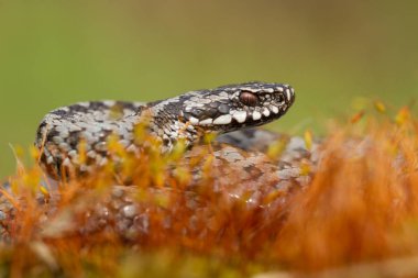 European viper Vipera berus in Czech Repblic