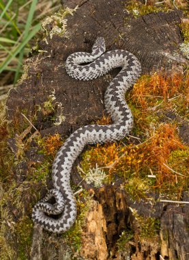 European viper Vipera berus in Czech Repblic