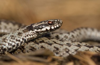 European viper Vipera berus in Czech Repblic
