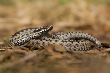 European viper Vipera berus in Czech Repblic