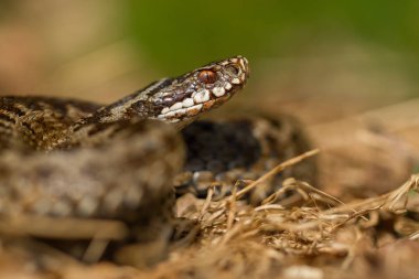 European viper Vipera berus in Czech Repblic