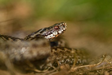 European viper Vipera berus in Czech Repblic