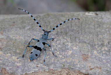 Rosalia Longicorn, Rosalia alpina, Çek Cumhuriyeti.