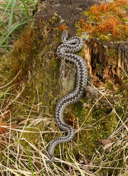 Европейская гадюка гадюка в Чешской Республике
