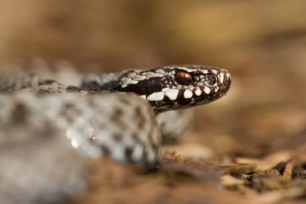 チェコ共和国のヨーロッパのバイパーVipera berus — ストック写真