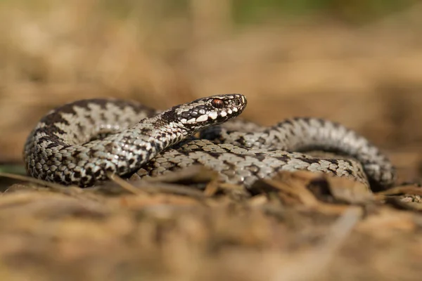 捷克共和国境内的欧洲毒蛇Vipera berus — 图库照片