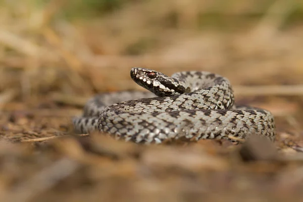 捷克共和国境内的欧洲毒蛇Vipera berus — 图库照片