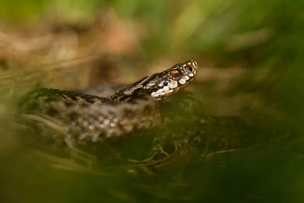 Víbora europeia Vipera berus em checo Repblic — Fotografia de Stock