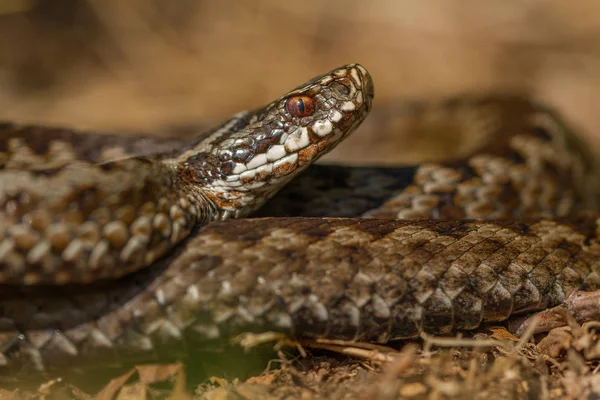 チェコ共和国のヨーロッパのバイパーVipera berus — ストック写真