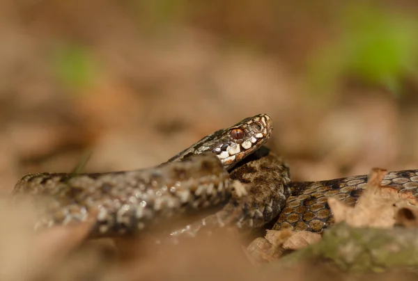 Fotos Animais Selvagens Serpente Venenosa República Checa — Fotografia de Stock