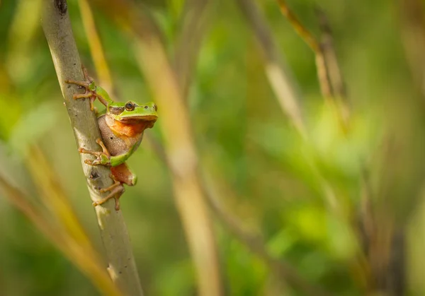 Güzel yeşil Avrupa ağaç sopa Çek Cumhuriyeti'nde oturan kurbağa, yeşil arborea,