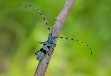 Rosalia Longicorn, Rosalia alpina, Çek Cumhuriyeti.