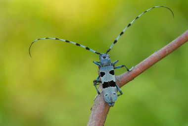 Rosalia Longicorn, Rosalia alpina, Çek Cumhuriyeti.