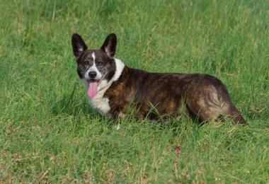 Erkek Brindle Galce Corgi hırka bir çim