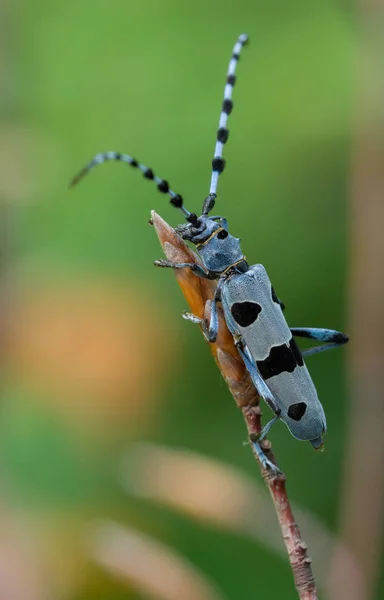 Rosalia Longicorn, Rosalia alpina, na República Checa . — Fotografia de Stock