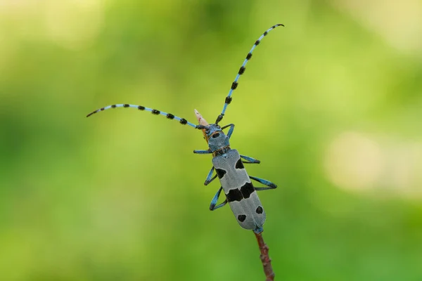 Rosalia Longicorn, Rosalia alpina, Cseh Köztársaság. — Stock Fotó