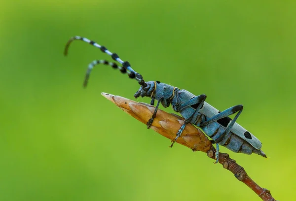 Rosalia Longicorn, Rosalia alpina, Çek Cumhuriyeti.