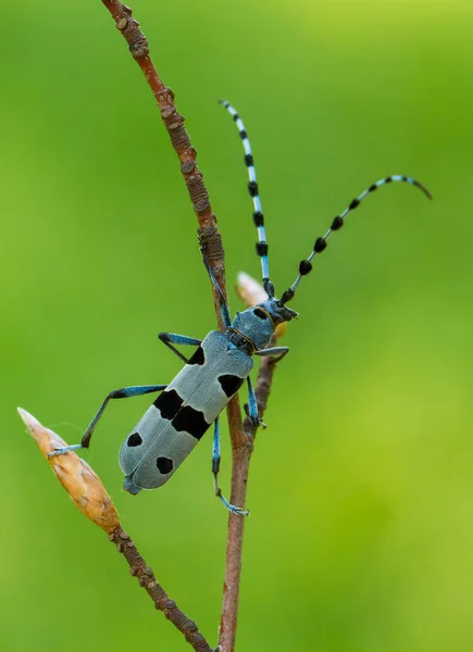 Rosalia Longicorn, Rosalia alpina, na República Checa . — Fotografia de Stock