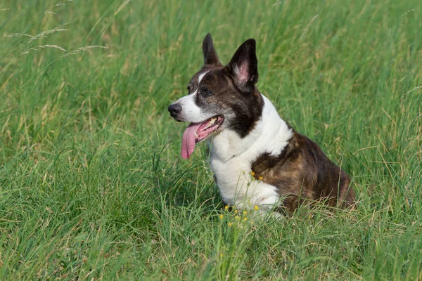 Mannelijke Brindle Welsh Corgi Cardigan in een gras — Stockfoto