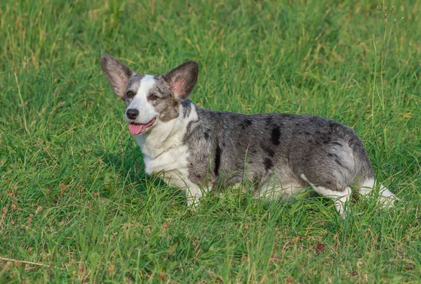 Gallois Corgi Cardigan bleu merle dans l'herbe — Photo